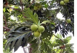 Le fruit à pain